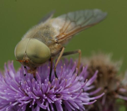 Atylotus fulvus